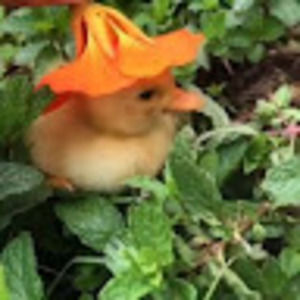 Meet your Posher, Brandy